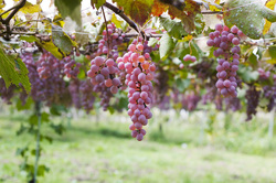 koshu grapes